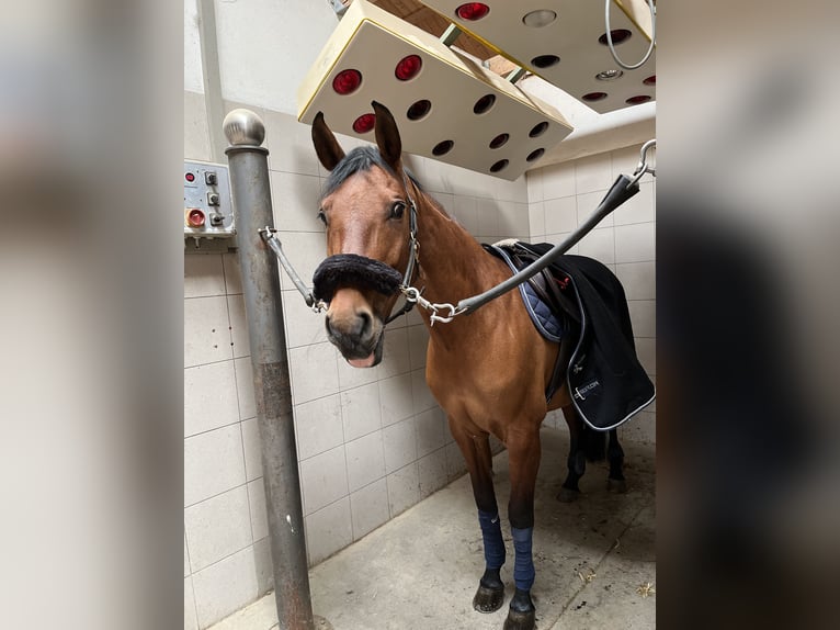 Zangersheide Merrie 10 Jaar 160 cm Bruin in Raubling