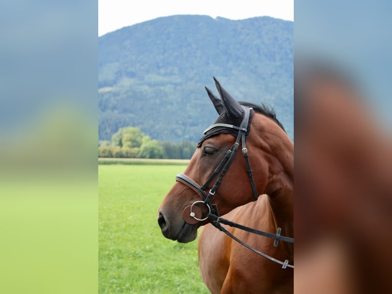 Zangersheide Merrie 10 Jaar 160 cm Bruin in Raubling