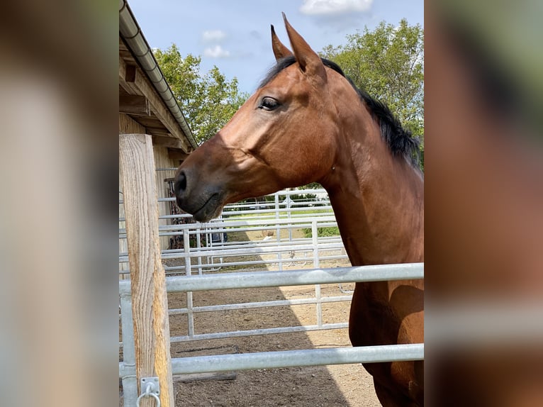 Zangersheide Merrie 10 Jaar 160 cm Bruin in Raubling