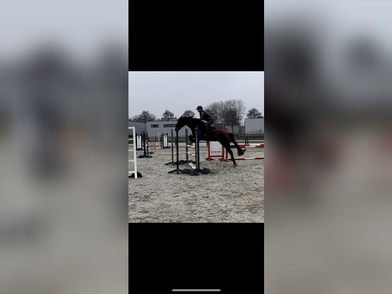 Zangersheide Merrie 10 Jaar 164 cm Donkerbruin in Noordwijk