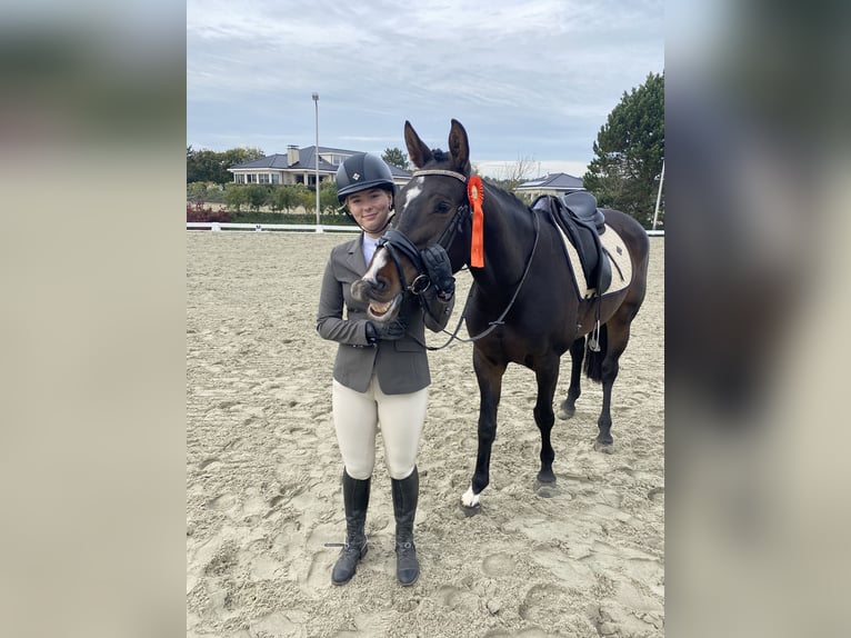 Zangersheide Merrie 10 Jaar 164 cm Donkerbruin in Noordwijk
