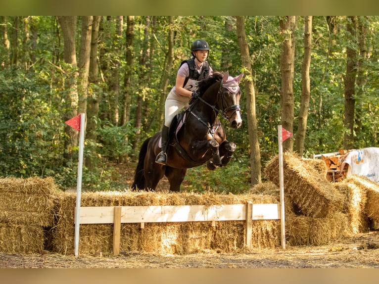 Zangersheide Merrie 10 Jaar 164 cm Donkerbruin in Noordwijk