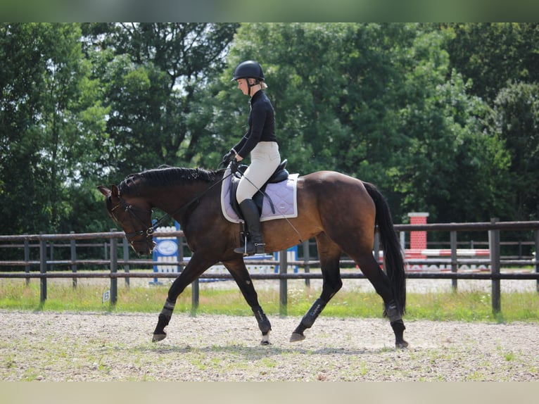 Zangersheide Merrie 10 Jaar 164 cm Donkerbruin in Noordwijk