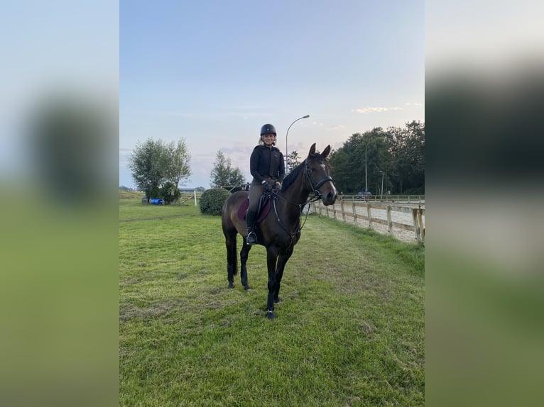 Zangersheide Merrie 10 Jaar 164 cm Donkerbruin in Noordwijk