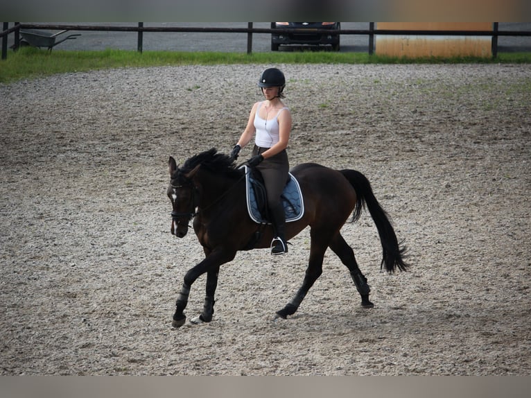 Zangersheide Merrie 10 Jaar 164 cm Donkerbruin in Noordwijk