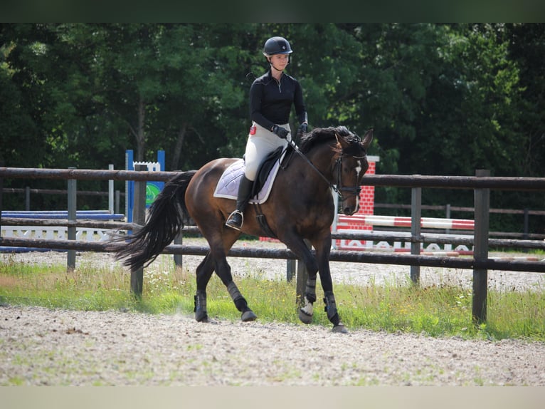 Zangersheide Merrie 10 Jaar 164 cm Donkerbruin in Noordwijk