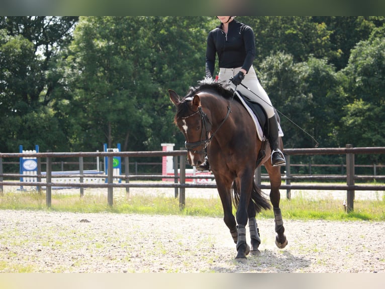 Zangersheide Merrie 10 Jaar 164 cm Donkerbruin in Noordwijk
