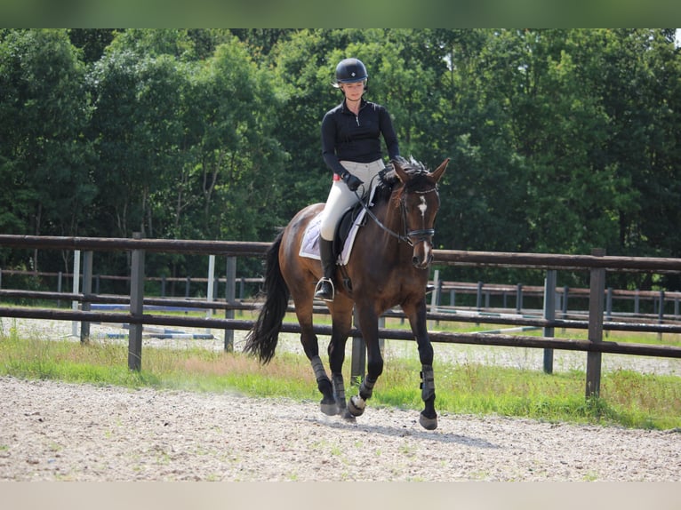 Zangersheide Merrie 10 Jaar 164 cm Donkerbruin in Noordwijk