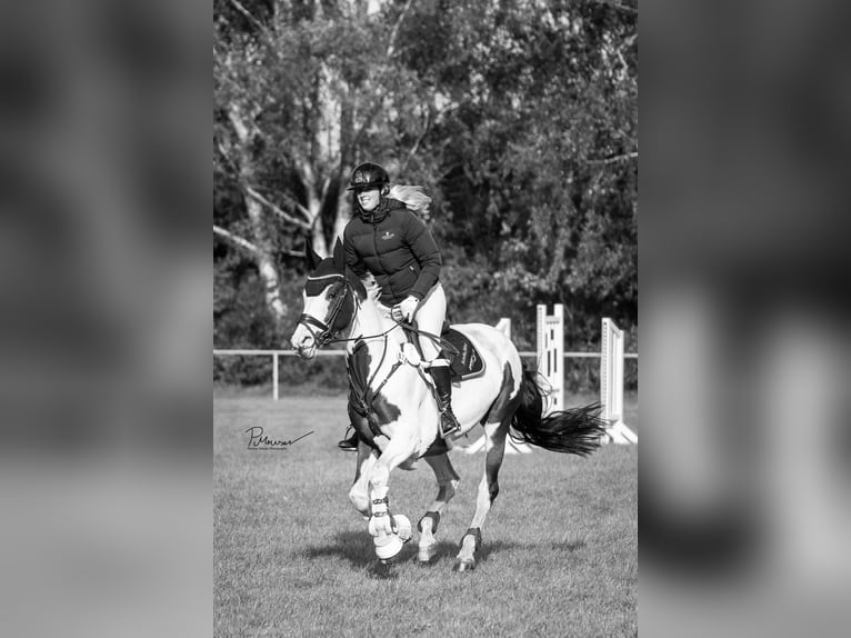 Zangersheide Merrie 10 Jaar 165 cm Gevlekt-paard in Ludwigslust