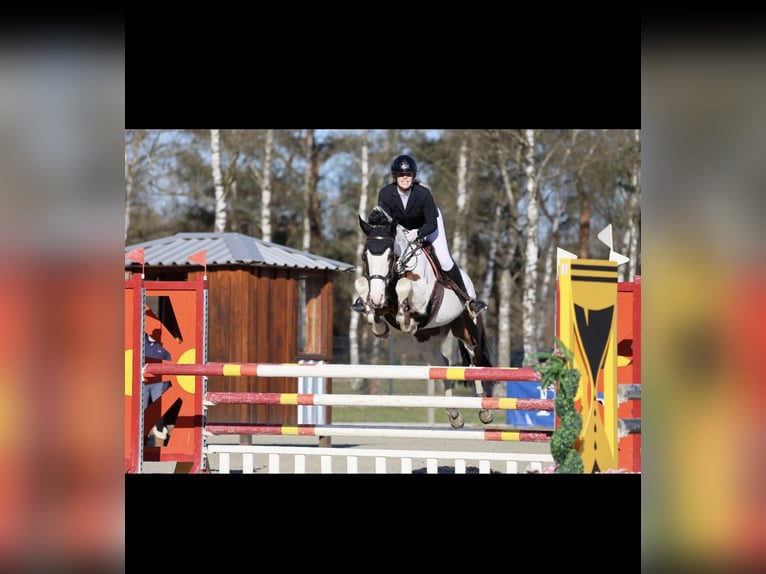 Zangersheide Merrie 10 Jaar 165 cm Gevlekt-paard in Ludwigslust