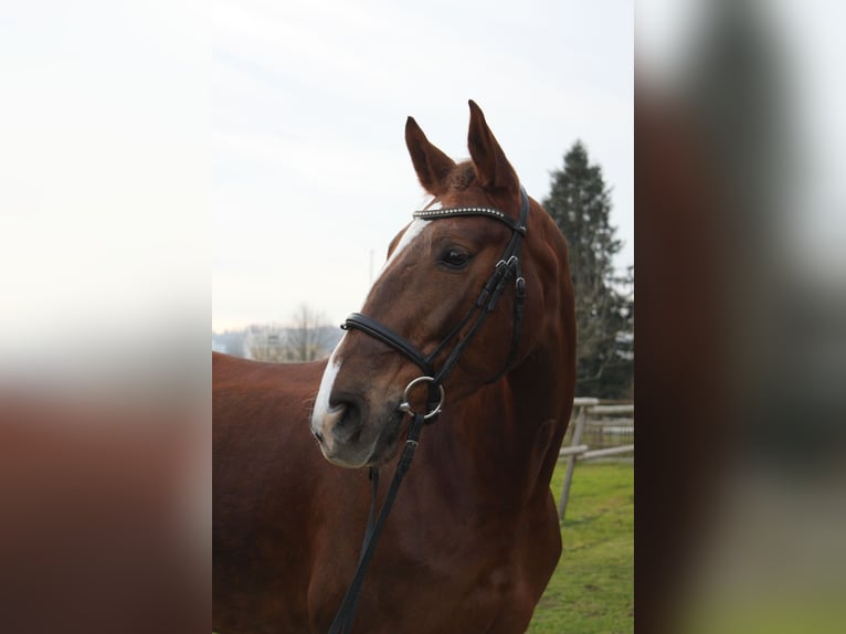 Zangersheide Merrie 10 Jaar 165 cm Vos in Wettingen