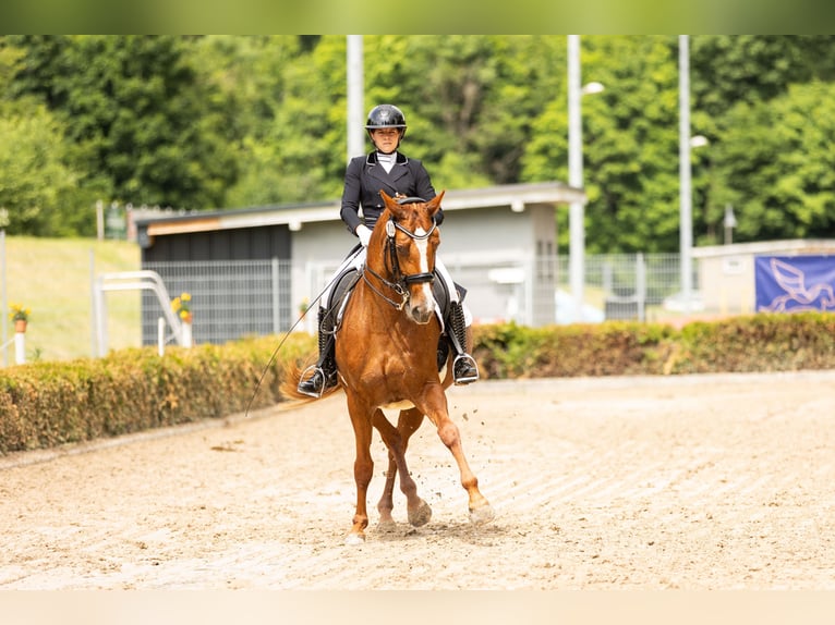 Zangersheide Merrie 10 Jaar 166 cm Vos in Perl