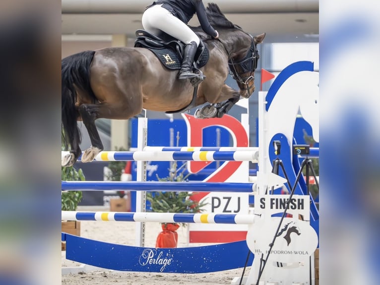 Zangersheide Merrie 10 Jaar 167 cm Bruin in Batorowo