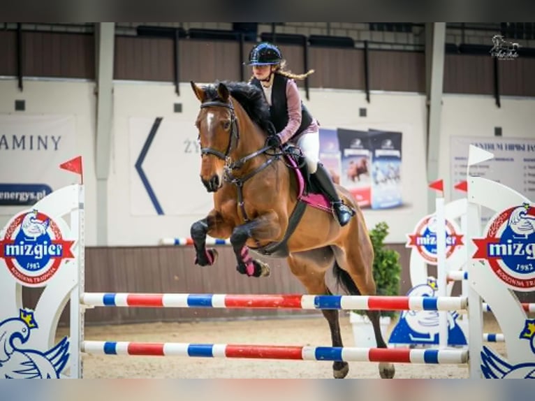 Zangersheide Merrie 10 Jaar 167 cm Roodbruin in Wągrowiec