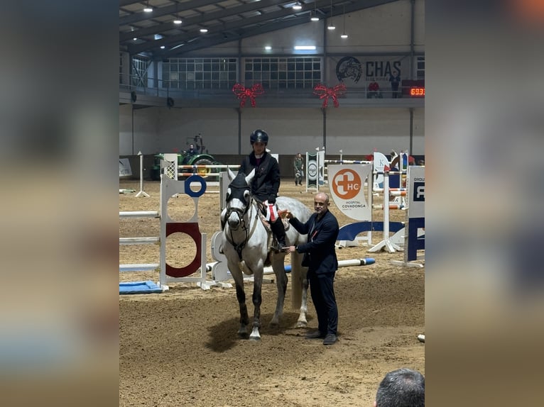 Zangersheide Merrie 10 Jaar 167 cm Schimmel in Santa Eulalia (Gijon)