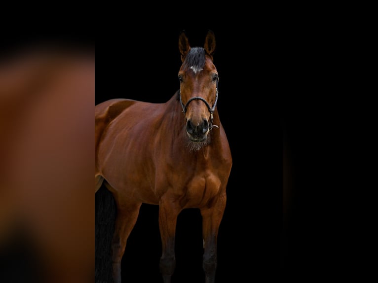 Zangersheide Merrie 10 Jaar 168 cm Bruin in Bayreuth