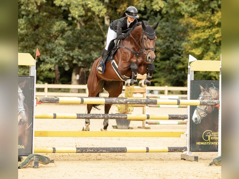 Zangersheide Merrie 10 Jaar 168 cm Bruin in Bayreuth
