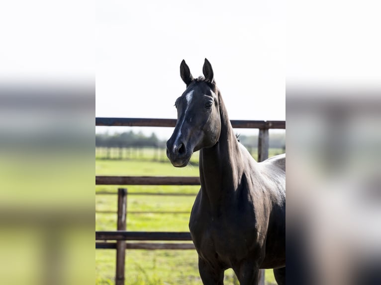 Zangersheide Merrie 10 Jaar 168 cm Zwart in Waddinxveen