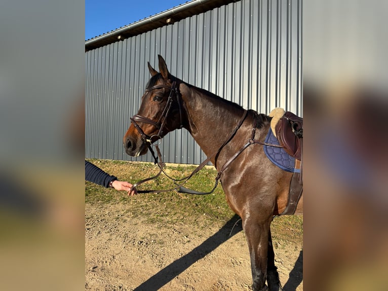 Zangersheide Merrie 10 Jaar 169 cm Donkerbruin in Geisenheim