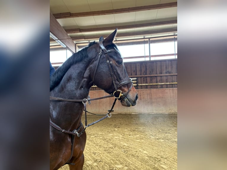 Zangersheide Merrie 10 Jaar 169 cm Donkerbruin in Geisenheim