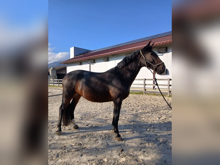 Zangersheide Merrie 10 Jaar 170 cm Donkerbruin in Rečica ob Savinji