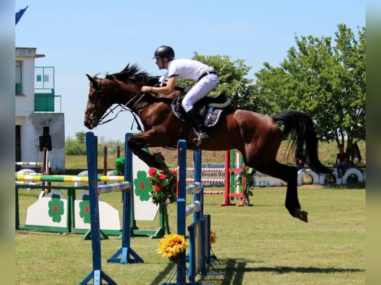 Zangersheide Merrie 10 Jaar 170 cm Roodbruin in &#1055;&#1083;&#1077;&#1074;&#1077;&#1085; / Pleven