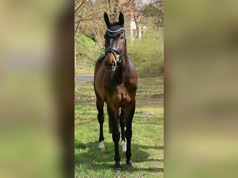 Zangersheide Merrie 10 Jaar 170 cm Zwartbruin in Großwechsungen