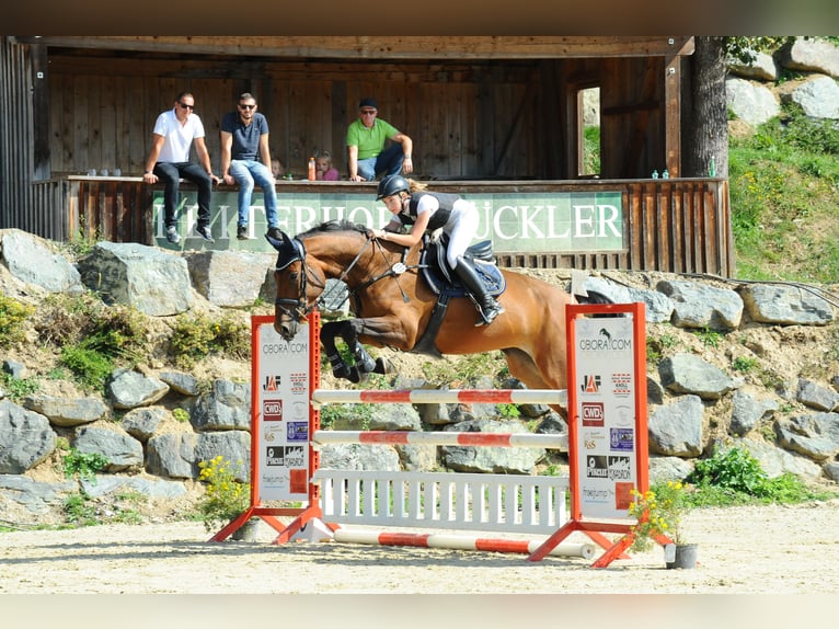 Zangersheide Merrie 10 Jaar 172 cm Bruin in Regensburg