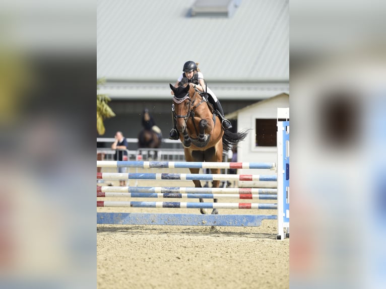 Zangersheide Merrie 10 Jaar 172 cm Bruin in Regensburg