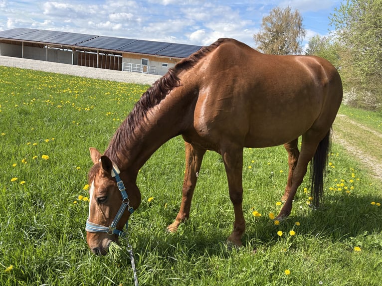 Zangersheide Merrie 10 Jaar 172 cm Donkere-vos in Bad Wörishofen