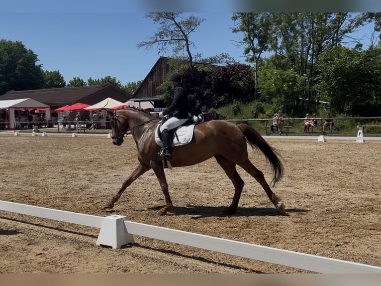 Zangersheide Merrie 10 Jaar 172 cm Donkere-vos in Bad Wörishofen