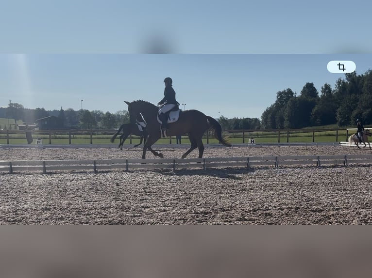 Zangersheide Merrie 10 Jaar 172 cm Donkere-vos in Bad Wörishofen