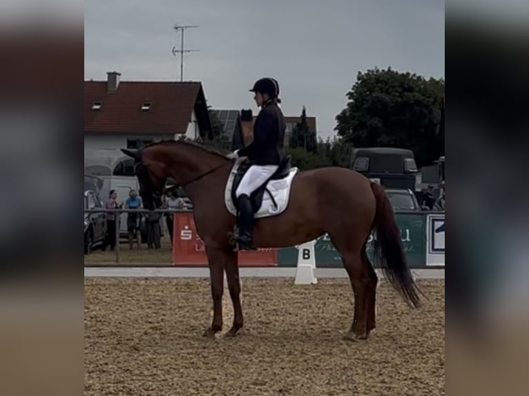 Zangersheide Merrie 10 Jaar 172 cm Donkere-vos in Bad Wörishofen