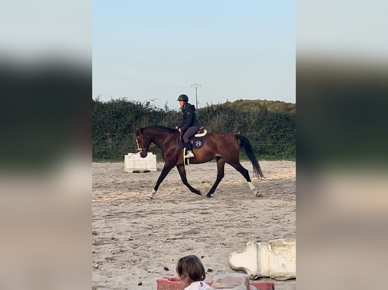 Zangersheide Merrie 10 Jaar 175 cm Bruin in Quimper