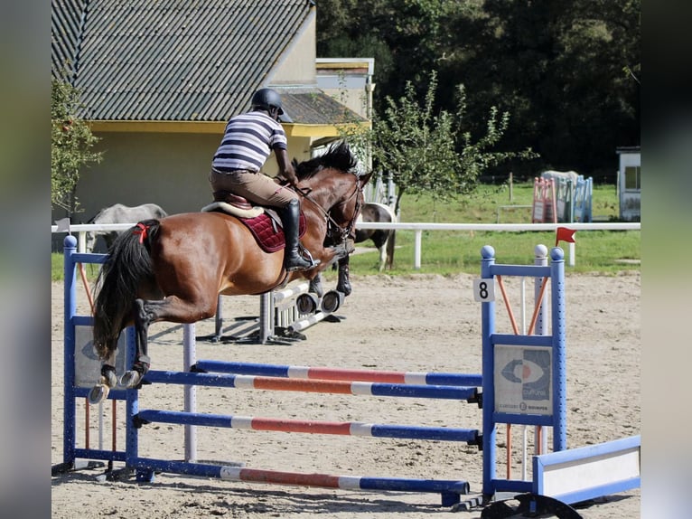 Zangersheide Merrie 10 Jaar 175 cm Bruin in Quimper