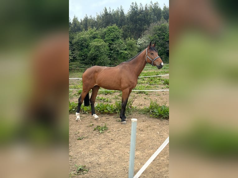 Zangersheide Merrie 10 Jaar 176 cm Bruin in Suevos (Arteixo)