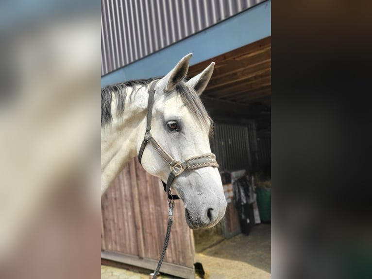 Zangersheide Merrie 10 Jaar 180 cm Schimmel in Großensee