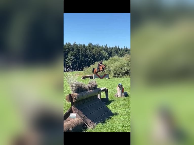 Zangersheide Merrie 11 Jaar 160 cm  in Holzkirchen
