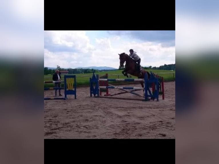 Zangersheide Merrie 11 Jaar 161 cm Bruin in Holzkirchen