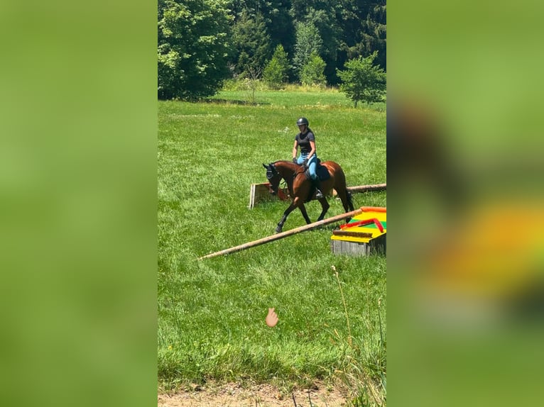 Zangersheide Merrie 11 Jaar 161 cm  in Sauerlach