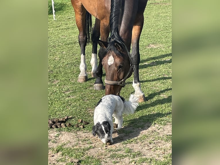 Zangersheide Merrie 11 Jaar 165 cm Bruin in KranenburgKranenburg