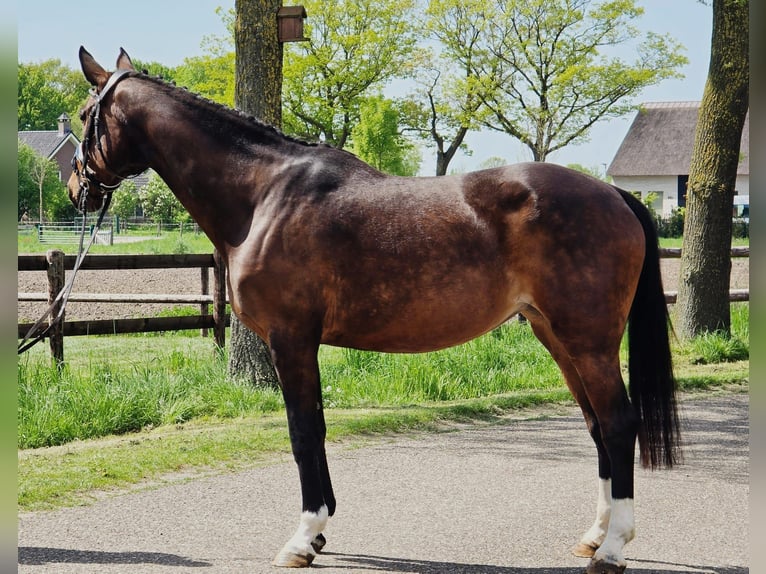 Zangersheide Merrie 11 Jaar 165 cm Bruin in KranenburgKranenburg