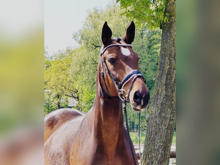 Zangersheide Merrie 11 Jaar 165 cm Bruin in KranenburgKranenburg
