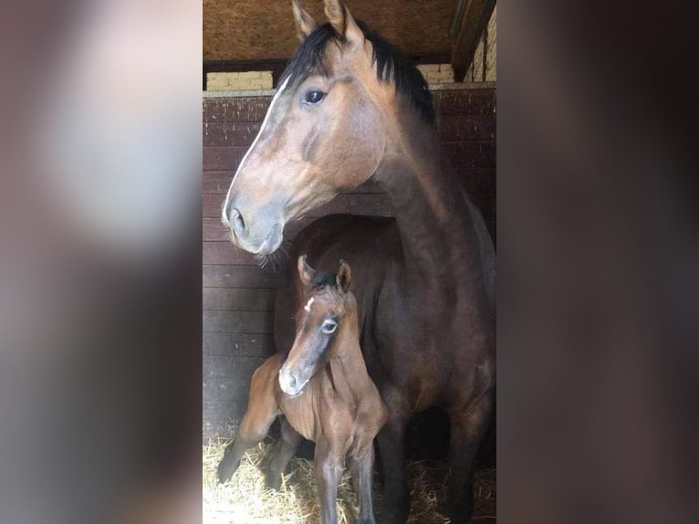 Zangersheide Merrie 11 Jaar 168 cm Bruin in H&#xFC;tschenhausen