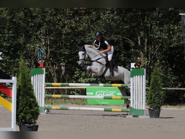 Zangersheide Merrie 11 Jaar 169 cm Schimmel in Geilenkirchen