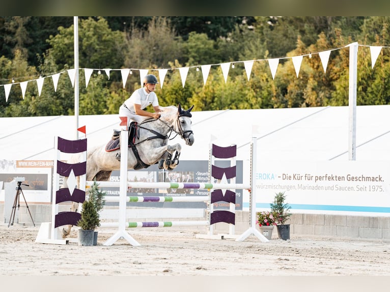 Zangersheide Merrie 11 Jaar 169 cm Schimmel in Geilenkirchen