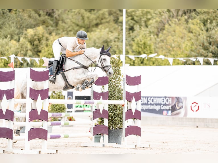 Zangersheide Merrie 11 Jaar 169 cm Schimmel in Geilenkirchen