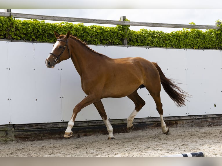 Zangersheide Merrie 11 Jaar 173 cm Vos in Waddinxveen
