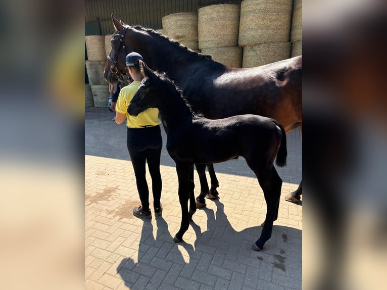 Zangersheide Merrie 11 Jaar 176 cm Bruin in Ermsleben