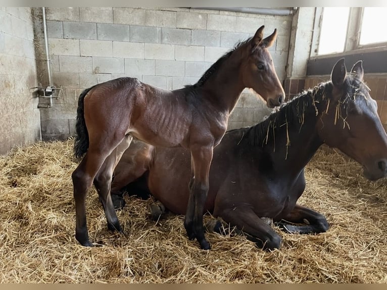 Zangersheide Merrie 11 Jaar 176 cm Bruin in Ermsleben